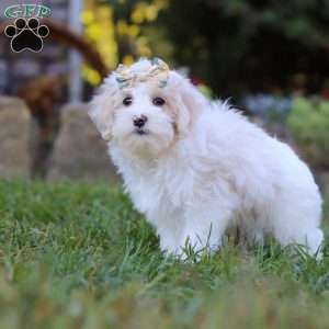 Willow, Maltipoo Puppy